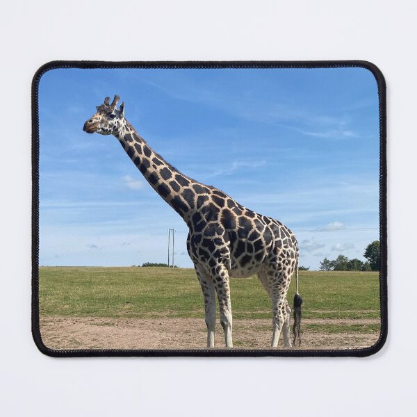 Item preview, A photograph of a giraffe at Fota wildlife park designed and sold by ForestedDesigns.