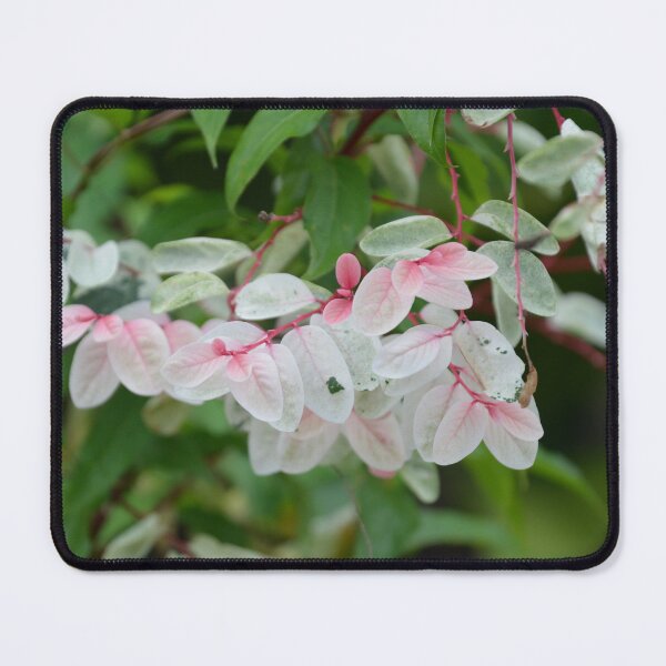 Item preview, Variegated Snow Bush Leaves in Soft Light designed and sold by MiraNadaPrints.