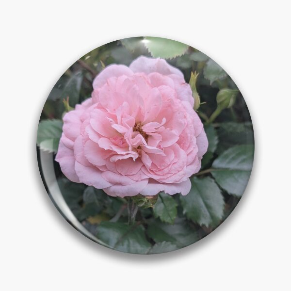 Item preview, Pink Rose Blossom designed and sold by MacroFlower.