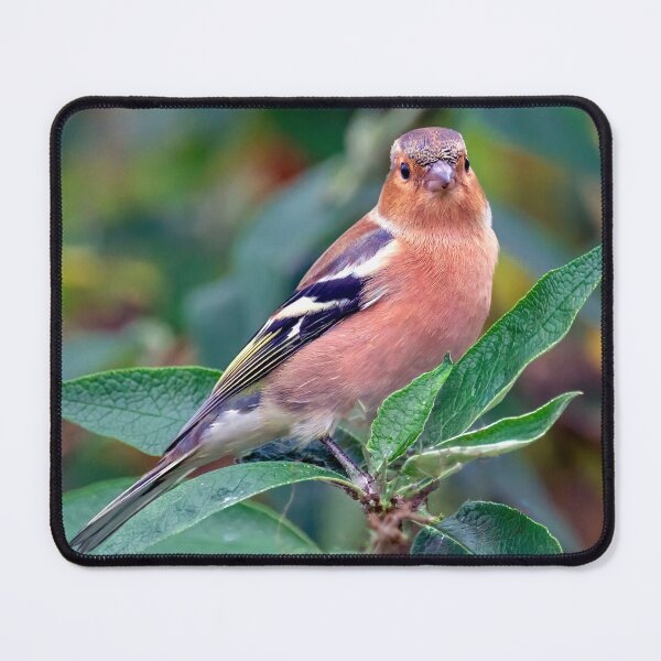 Item preview, Chaffinch designed and sold by Tom McPherson Photography.