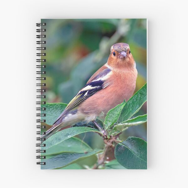 Item preview, Chaffinch designed and sold by Tom McPherson Photography.