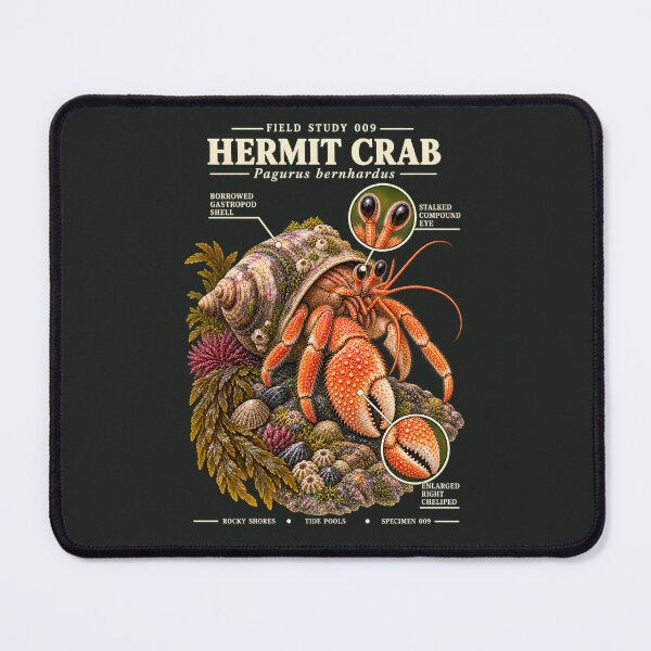 Item preview, Hermit Crab Scientific Illustration Tide Pool Field Study designed and sold by CalmCapy Co.
