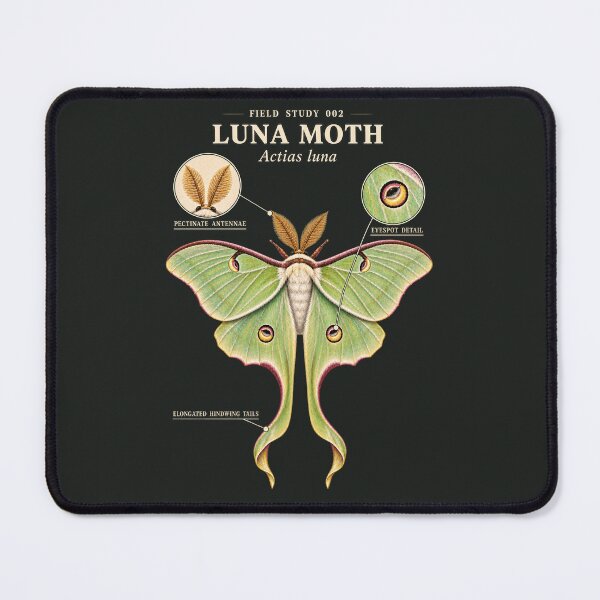 Item preview, Luna Moth Scientific Illustration Natural History Study designed and sold by CalmCapy Co.