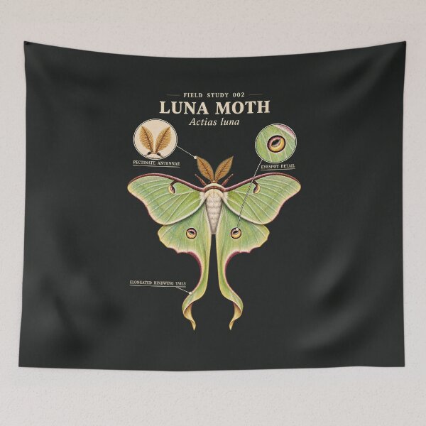 Item preview, Luna Moth Scientific Illustration Natural History Study designed and sold by CalmCapy Co.