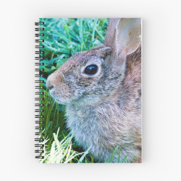 Item preview, rabbit photo shoot close-up designed and sold by derekrich.