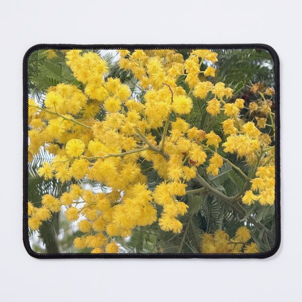 Item preview, Golden Mimosa Acacia Tree in Full Spring Bloom designed and sold by BalkanBloomArt.
