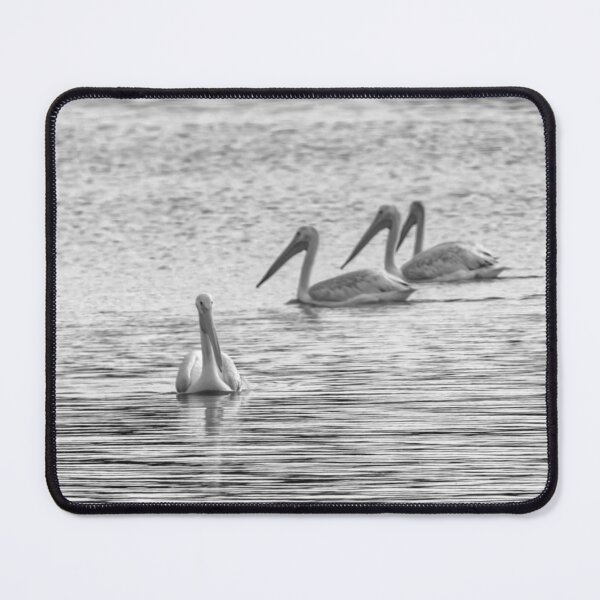 Item preview, Four Pelicans in Black and White designed and sold by South 500 Photography.