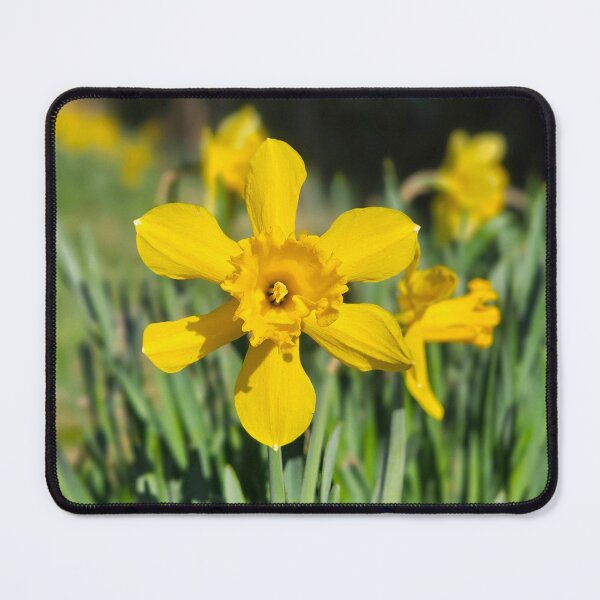 Item preview, Dynamic Daffodil designed and sold by Kat Simmons.