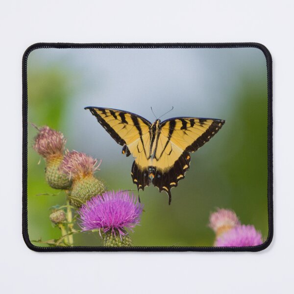 Item preview, Yellow Tiger Swallowtail photographed just after taking off. designed and sold by South 500 Photography.