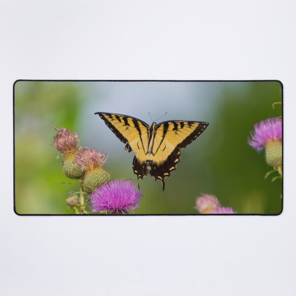 Item preview, Yellow Tiger Swallowtail photographed just after taking off. designed and sold by South 500 Photography.