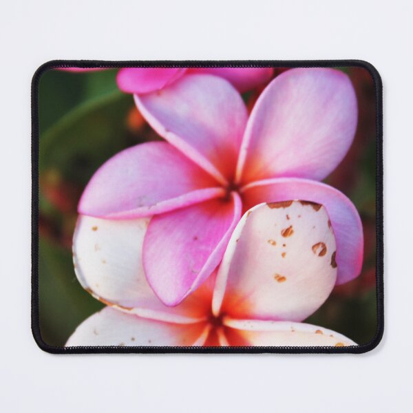 Item preview, Tropical Pink Plumeria Flowers in Bloom designed and sold by CayoSnapper.