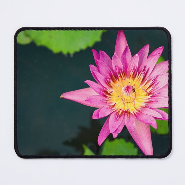 Item preview, Pink water lily seen from above designed and sold by By Sanata Photography.