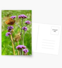 Perched Postcards