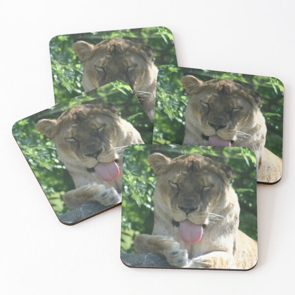 Item preview, Funny Lioness Sticking Tongue Out Wildlife Photography designed and sold by CayoSnapper.