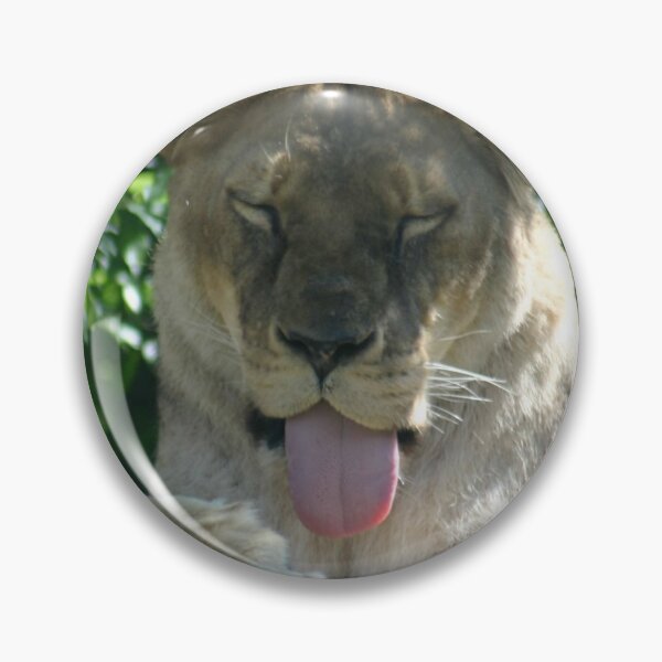 Item preview, Funny Lioness Sticking Tongue Out Wildlife Photography designed and sold by CayoSnapper.