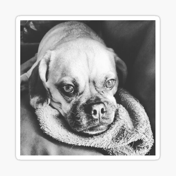 Contemplative Puggle Dog Sticker