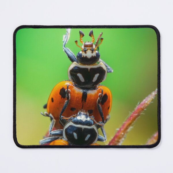 Item preview, Ladybugs on Flower Bud | Macro Insect Photography designed and sold by TheHikersEye.
