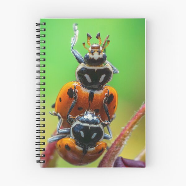 Item preview, Ladybugs on Flower Bud | Macro Insect Photography designed and sold by TheHikersEye.