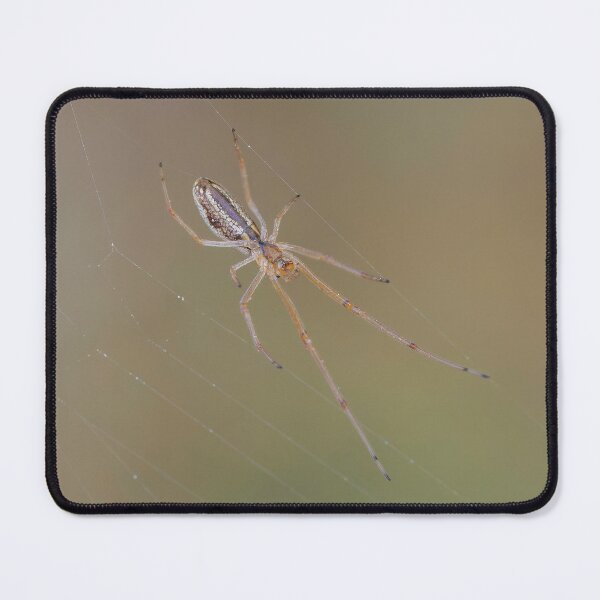 Item preview, Small Long Jawed Orb Weaver designed and sold by Ralph Goldsmith.