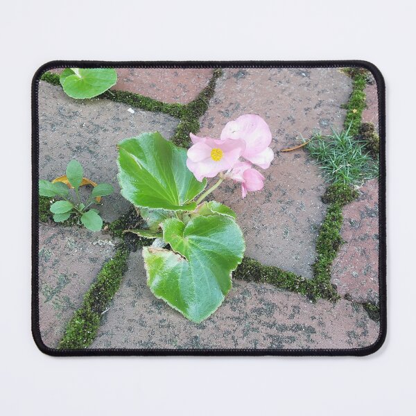 Item preview, Pink Pavementplant Wax Begonia in Brickwork designed and sold by concretebotany.