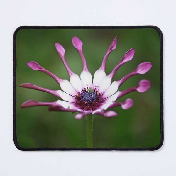 Item preview, in the crown designed and sold by Murph's Images.