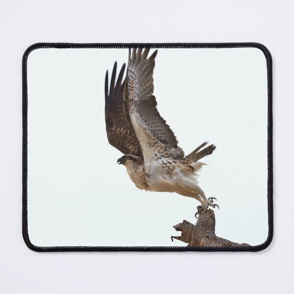 Item preview, Take off - Osprey launching from a Pandanus tree designed and sold by Rachel Elizabeth Photography.