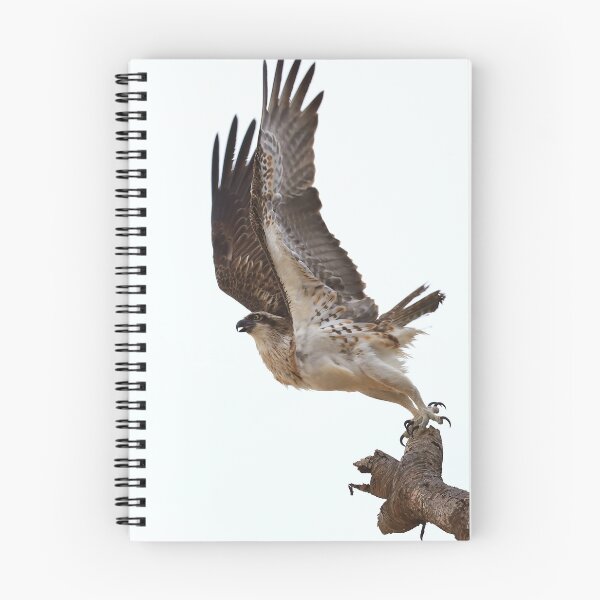Item preview, Take off - Osprey launching from a Pandanus tree designed and sold by Rachel Elizabeth Photography.