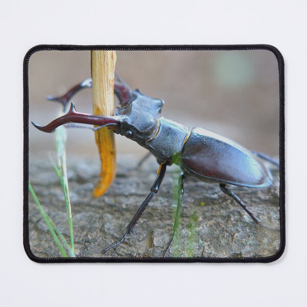 Item preview, Stag Beetle Close-Up Macro Nature Photography designed and sold by Rogi74.