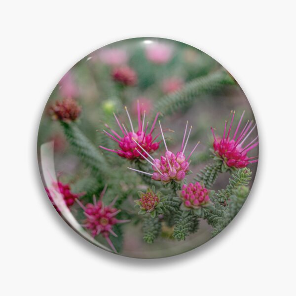 Item preview, Oldfield's Darwinia Botanical Macro – Fine Art Canvas Photography Print designed and sold by MinzMarchStudio.