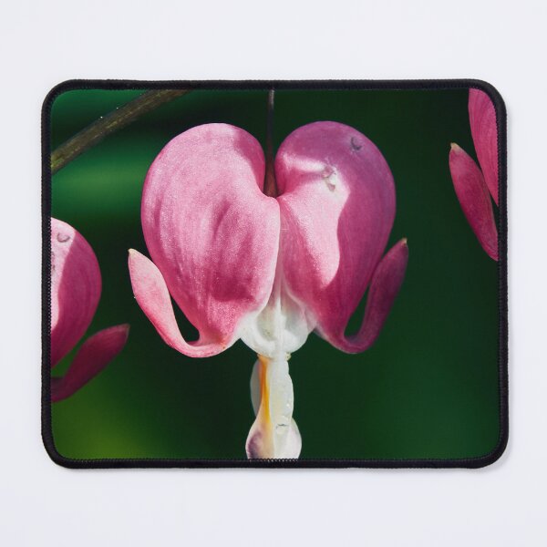 Item preview, Asian Bleeding Heart designed and sold by Eidetic Photos.
