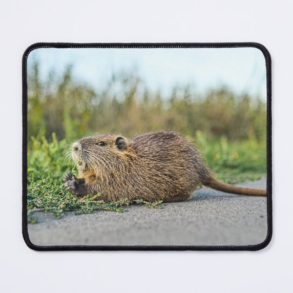 Item preview, Cute Nutria Eating Grass Wildlife Photo designed and sold by Rogi74.