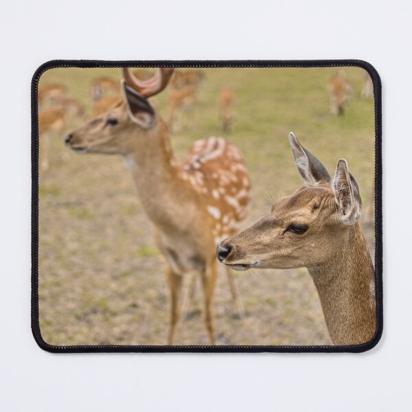 Item preview, Spotted Fallow Deer Herd Close Up designed and sold by Rogi74.