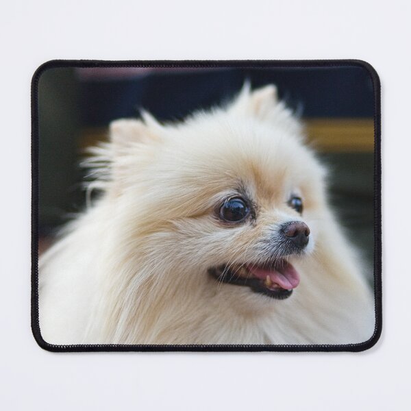 Item preview, Cute Fluffy Pomeranian Dog Portrait designed and sold by Rogi74.