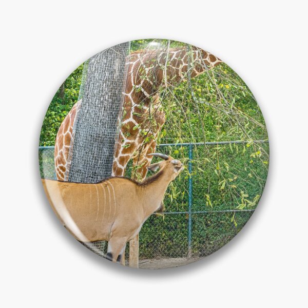 Artikelvorschau, Giraffe und Antilope fressen gemeinsam im Safaripark entworfen und verkauft von Rogi74.