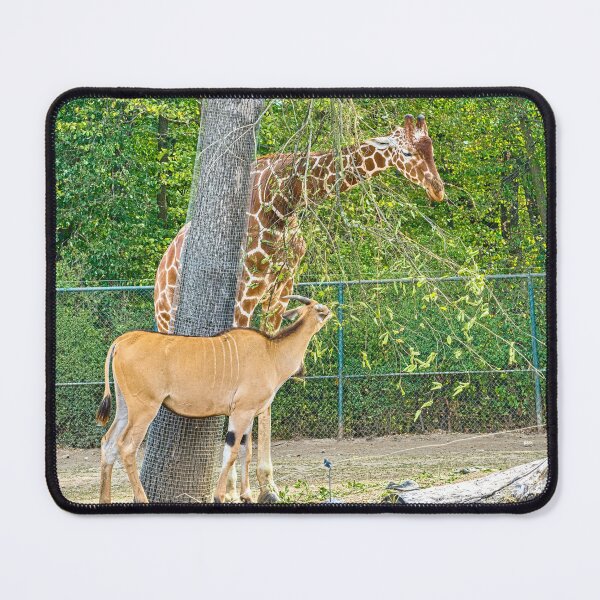 Item preview, Giraffe and Antelope Eating Together in Safari Park designed and sold by Rogi74.