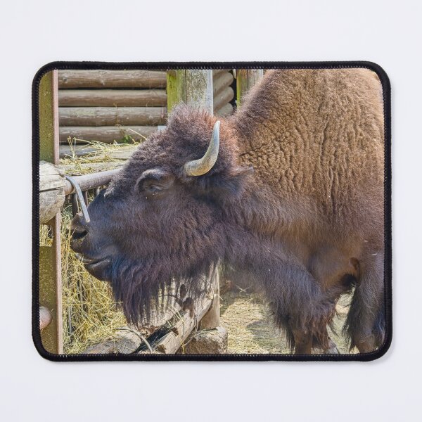 Item preview, Majestic American Bison Feeding at Farm designed and sold by Rogi74.