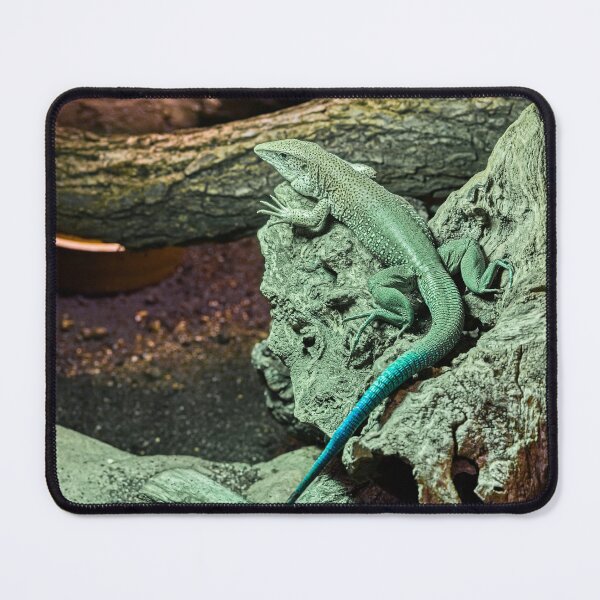 Aperçu de l'œuvre Lézard orné de bijoux et à queue turquoise sur un rocher créée et vendue par Rogi74.