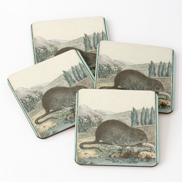 Item preview, Campañol de agua, dibujado en 1780 para el conde de Buffon designed and sold by TerryKerrImages.