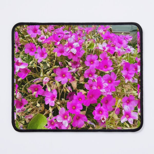 Item preview, Lush Cluster of Pink Wood Sorrel Flowers in Garden designed and sold by BalkanBloomArt.