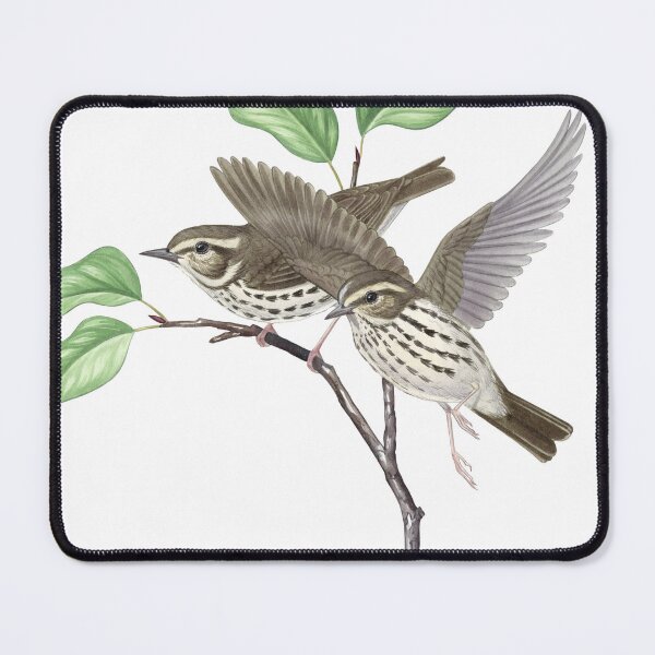 Item preview, Northern Waterthrush (Parkesia noveboracensis) designed and sold by JadaFitch.
