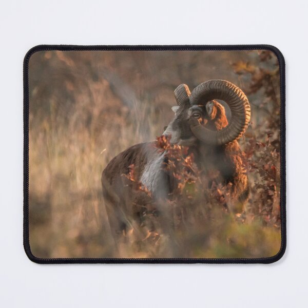 Item preview, Hidden in the Autumn Light designed and sold by gabormedve.