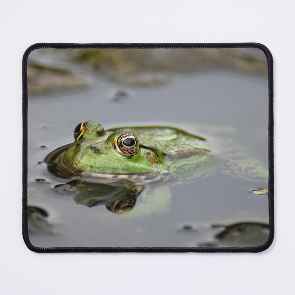 Item preview, Edible Frog (Pelophylax esculentus) submerged in a pond.  designed and sold by VinePhotog.