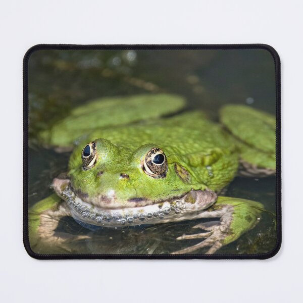 Item preview, Edible Frog (Pelophylax esculentus) submerged in a pond.  designed and sold by VinePhotog.