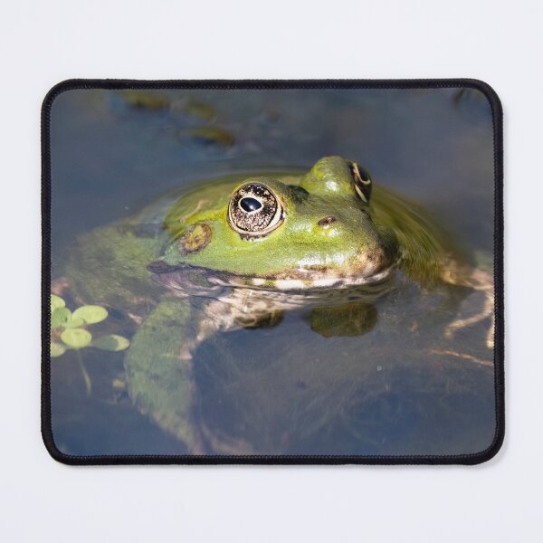 Item preview, Edible Frog (Pelophylax esculentus) submerged in a pond.  designed and sold by VinePhotog.