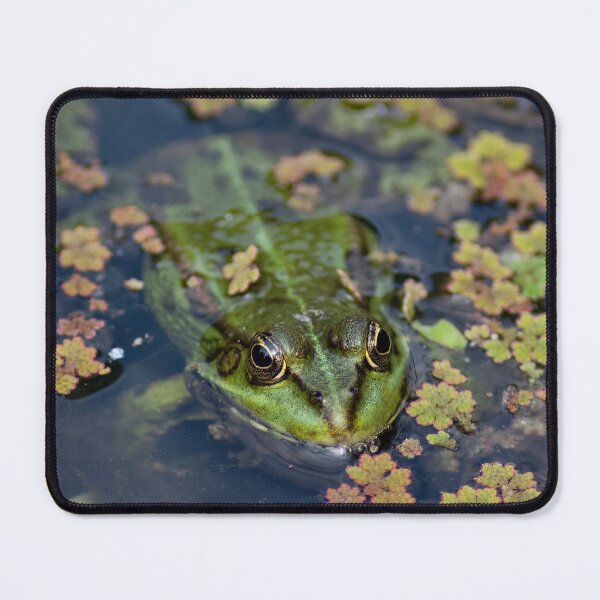 Item preview, Edible Frog (Pelophylax esculentus) submerged in a pond.  designed and sold by VinePhotog.