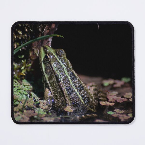 Item preview, Edible Frog (Pelophylax esculentus) submerged in a pond.  designed and sold by VinePhotog.