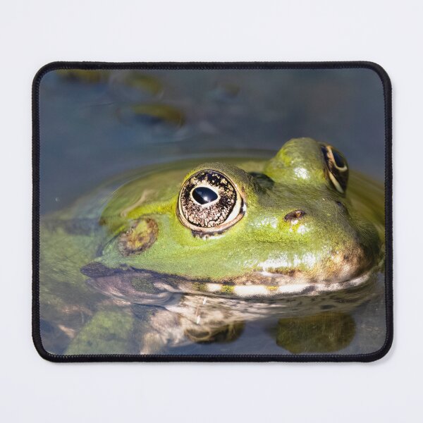 Item preview, Edible Frog (Pelophylax esculentus) submerged in a pond.  designed and sold by VinePhotog.