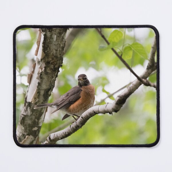 Item preview, Photo of an American Robin (Turdus migratorius). designed and sold by VinePhotog.