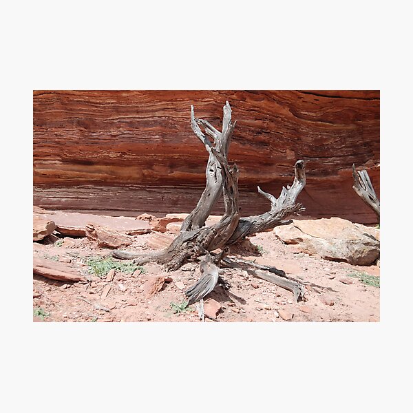 Item preview, Tree Sculpture, Nature's Window, Kalbarri, Western Australia designed and sold by Adrian Paul.