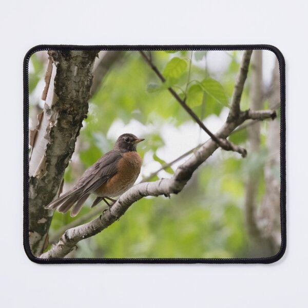 Item preview, Photo of an American Robin (Turdus migratorius). designed and sold by VinePhotog.